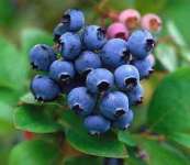 FOOD COLOR BLUE BERRY