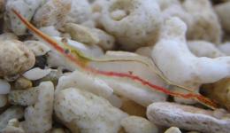 Red Nose Shrimp ( Udang Hias )