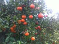 Clementine and Mandarines