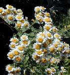 Feverfew Extract