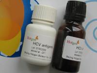 HCV fusion antigen