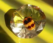 Real insect amber imitation diamond