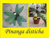 Pinanga disticha (Terjual!!)