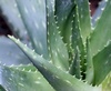 Aloe extract(100x, 200x powder, aloin)