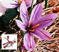 Crocus sativus P.E.  (huping@nutra-max.com)