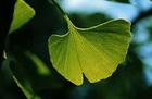 ginkgo biloba leaf extract( sophie@ healthynaturalcolor.com)