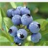 Blueberry extract powder