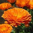 Calendula officinalis extract