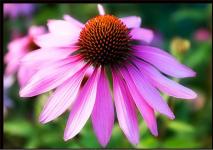 Echinacea Purpurea Herb P.E.