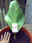 COBRA BONGGOL 1 DAUN #3  (NO. 29) - TERJUAL