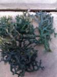 Dried Seaweed / Seaweed