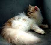 Kitten Jantan,  Special colour,  Red n white harlequin,  Medium nose,  SOLD / ADOPTED.