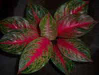 Aglaonema Rindu 9 Daun