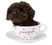 Teacup Poodle Electronic Pet