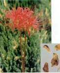 Lycoris Radiata Herb Extract