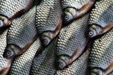 Ikan Asin Air Tawar ( Bader)