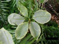 Plumeria Variegata 2