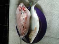 Ikan Bandeng Tanpa Duri
