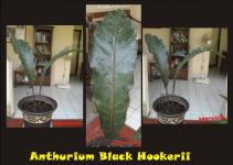 Anthurium Hookerii 'Black