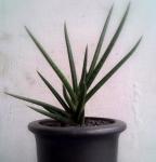 Sansevieria Ballyi