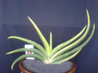 Sansevieria patens varigata jumbo size/sold out/terima kasih.