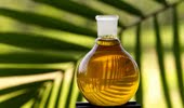 Palm Oil Biodiesel