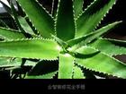 Aloe Vera Extract