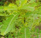 Meniran ( Phyllanthus niruri L.) Familia: Euphorbiaceae > > SMS= 0858-763-89979 > > SMS= 081-32622-0589 > > SMS= 081-901-389-117 > > BudimanBagus01@ yahoo.com