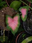 Florida Sweetheart,  Keladi Tissue ( Caladium bicolor ( W.Ait.) Vent Familia: Araceae > > SMS= 08132-622-0589 > > SMS= 081901-389-117 > > SMS= 0858-763-89979 > > Email= BudimanBagus01@ yahoo.com