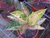 Aglaonema Juliet 10d