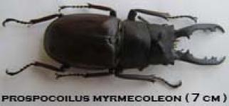 Insect Prospocuilus Myrmecoleon