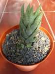 Haworthia Coarctata var. grenii