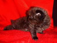 Kitten,  Betina Black smoke,  Peaknose. Non Ped. Parents Cheetah Qa Vs Memet. Ready to adopt March 2010. ADOPTED
