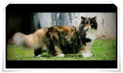 MULAN,  betina 3C Calico,  one of best Quality Parent stock. ADOPTED BY IRFAN KALIBATA