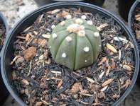 Astrophytum Asterias " nudum"