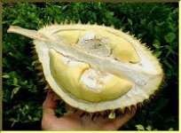 Jual Bibit Durian Kani ( Chanee)