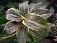 Cordyline ' Ice Cream'