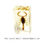 real insect amber paperweight