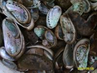 kulit kerang abalone