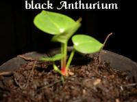 black anthurium