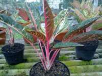 AGLAONEMA DOLORES 10DN