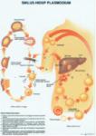 Siklus Hidup Plasmodium