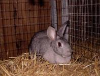 American Chinchilla