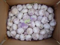 Chinese White Garlics