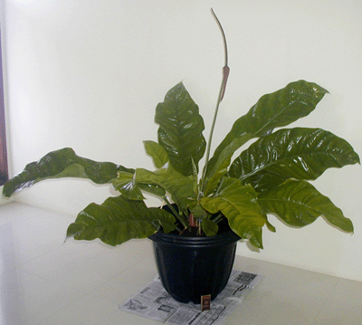 Anthurium Garuda Merah Golden Indukan