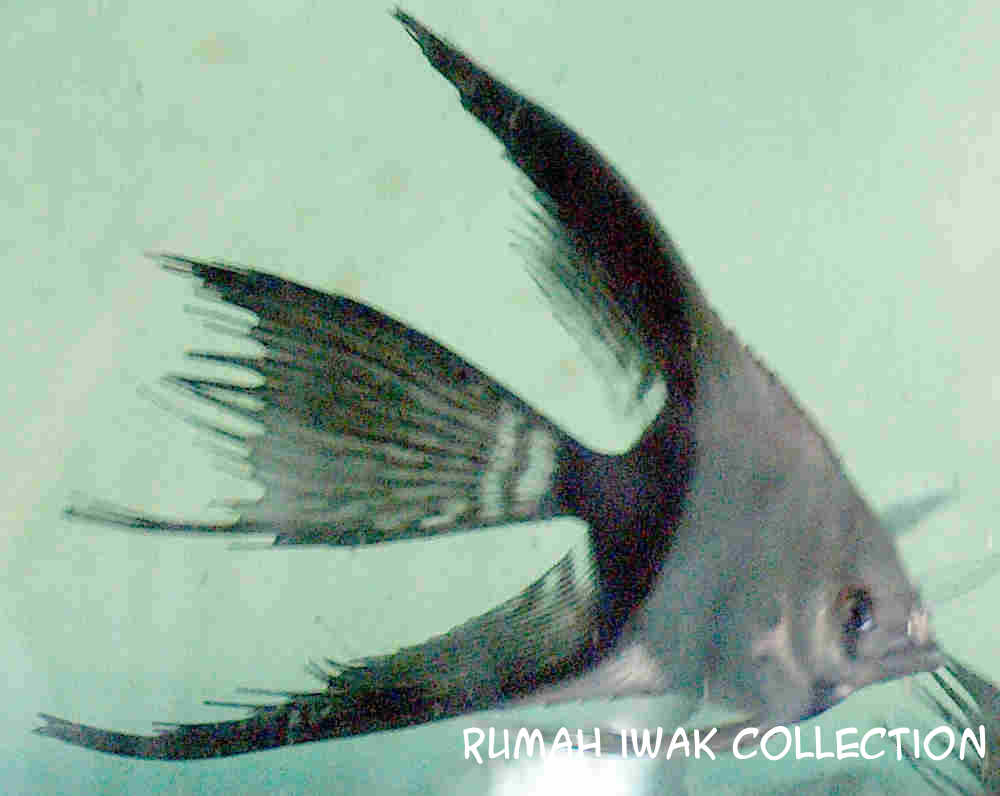 Ikan Hias Air Tawar; Maanvis BW