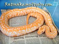 Albino LAbirint Python
