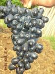 FRESH BLACK SEED LESS GRAPES