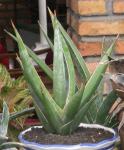 Sansevieria Pinguiculata (Big)