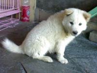 "GOSSA" Anjing Kintamani Umur 2.5 Bulan